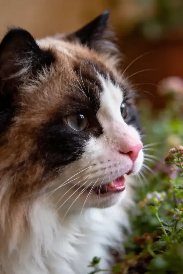 花园中三色长毛布偶猫
