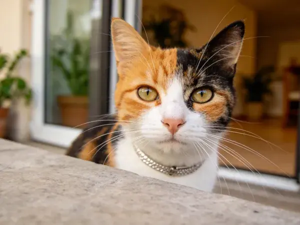 三色短毛家猫门廊边缘观察景象