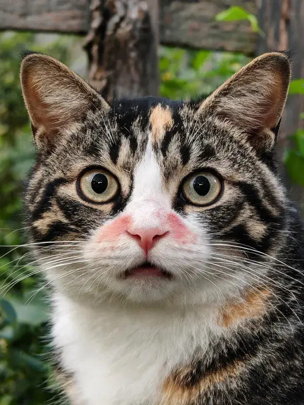 户外绿植间的三色短毛猫特写