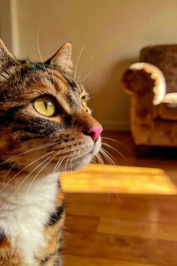 三色短毛猫凝视室内空间