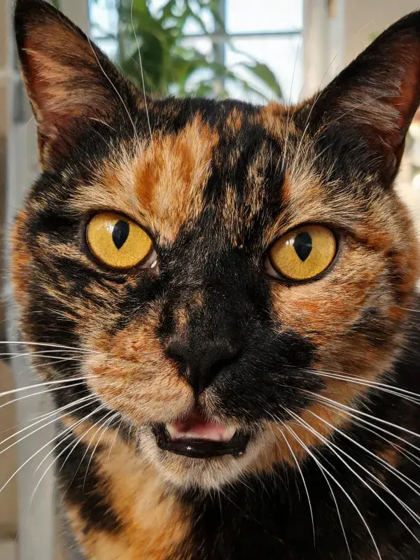 玳瑁斑纹短毛猫注视镜头的室内图景