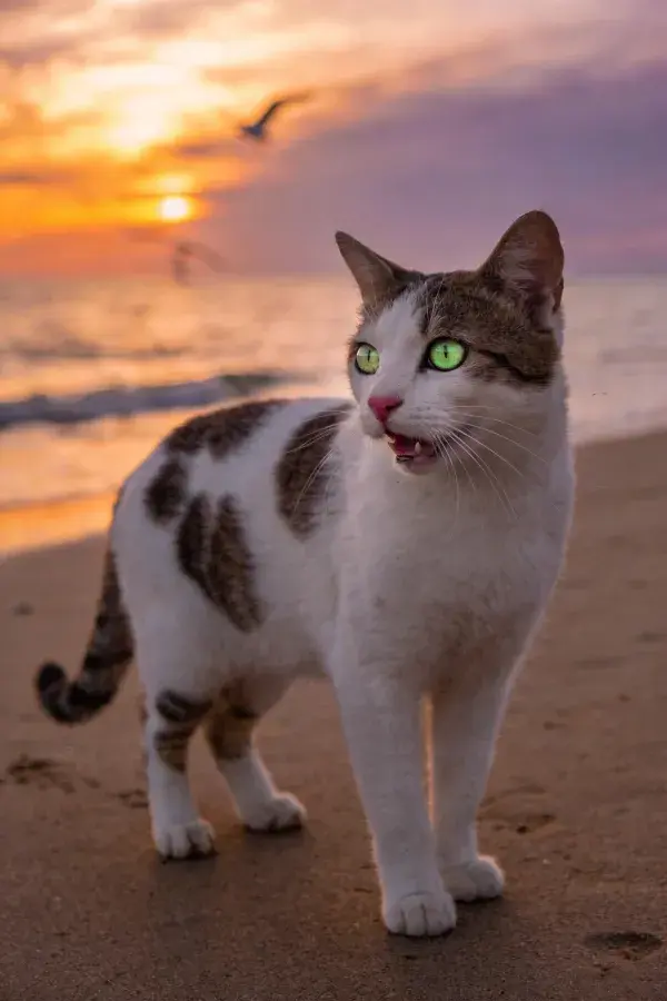 海滩日落下的斑纹短毛家猫