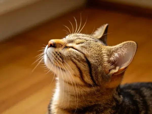 短毛虎斑猫抬头享受阳光的场景