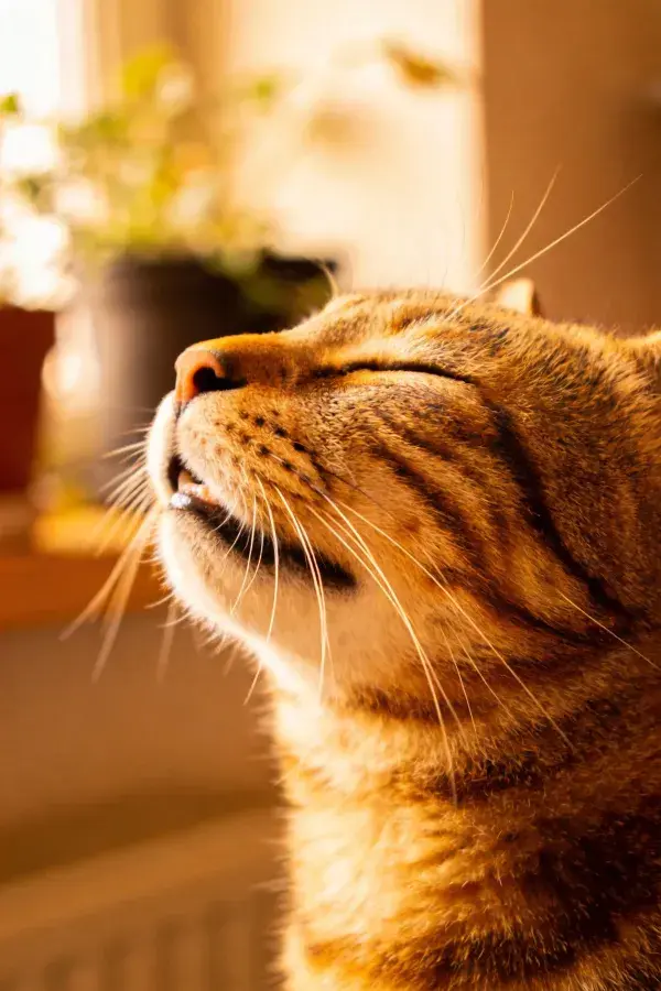 橙虎斑短毛猫沐暖光瞬间