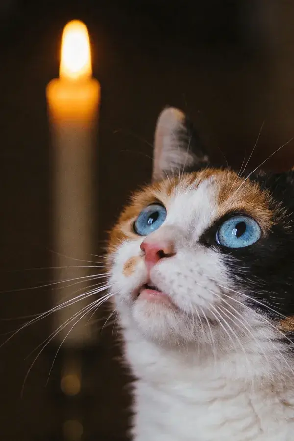 烛光下三色短毛猫特写
