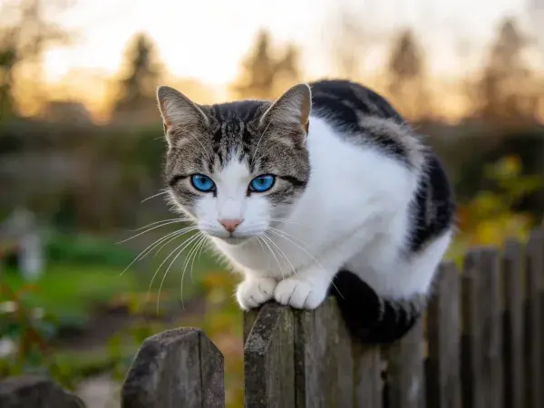 木栅栏上蓝眼睛黑白花色的短毛家猫
