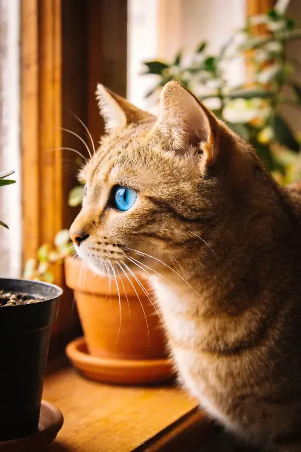 短毛虎斑猫于窗台眺望