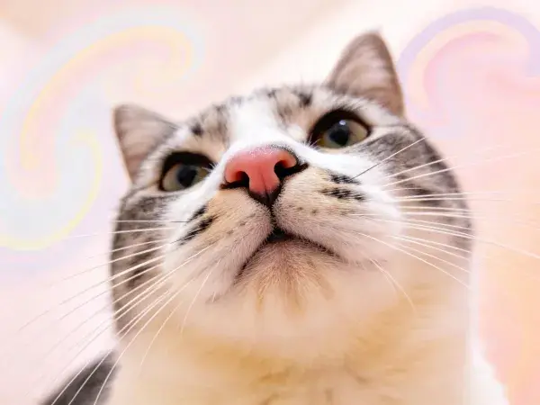 青灰白相间短毛家猫面部特写