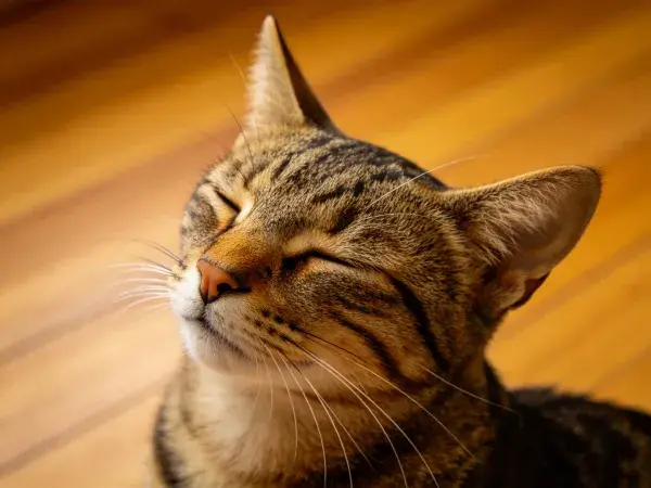 室内木地板上闭眼的短毛虎斑猫特写