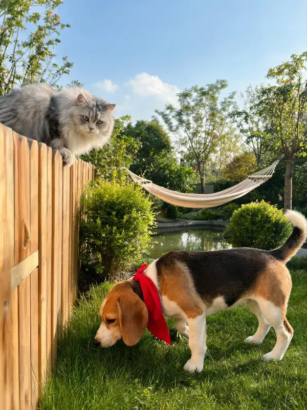 阳光明亮的庭院中猫咪与比格犬互动场景