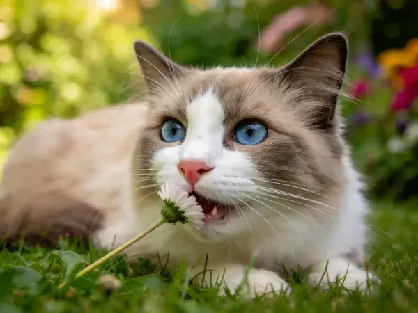 花园中蓝眼睛布偶猫与雏菊互动场景