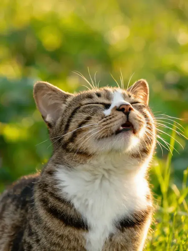 短毛虎斑家猫在草地上的光影姿态