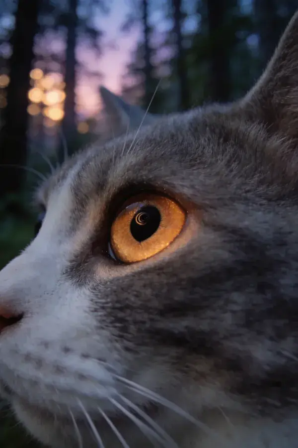 森林黄昏下灰白短毛家猫