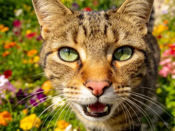 阳光下花园里的短毛家猫特写