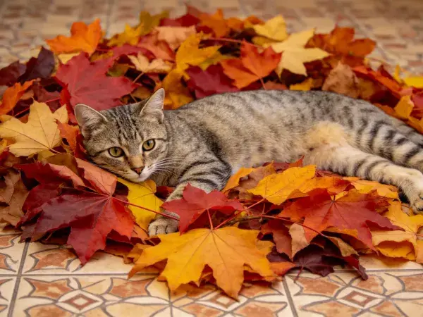 落叶堆中的短毛虎斑猫