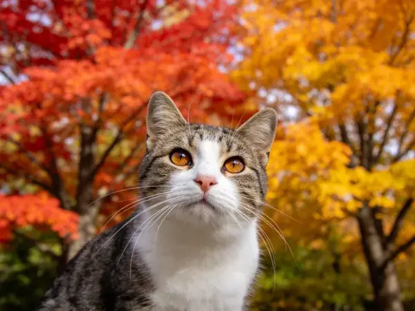秋日枫林中注视的灰白相间短毛家猫