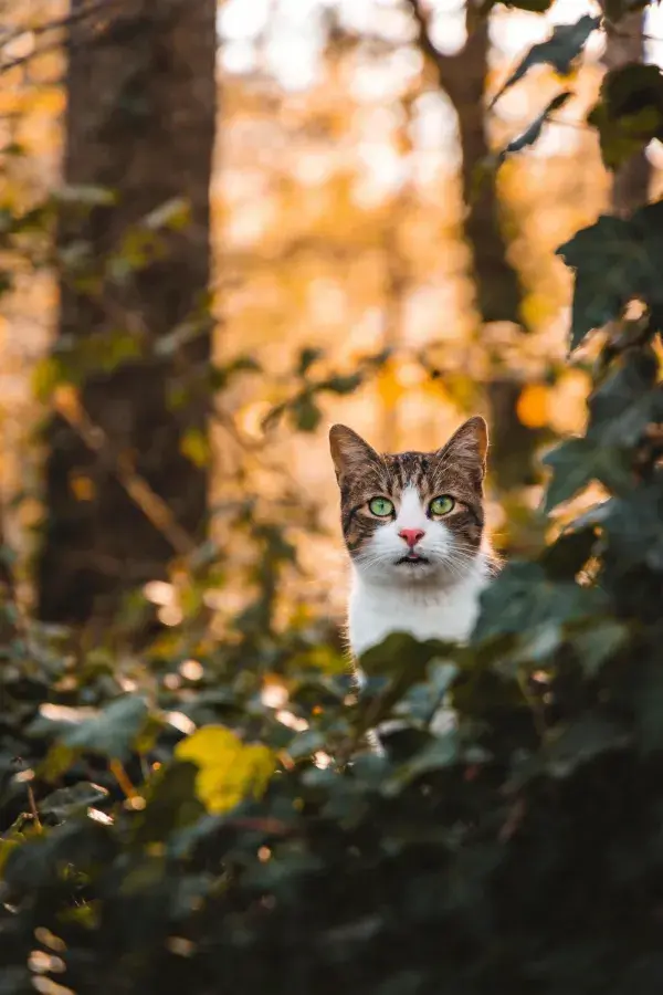 林间隐匿的狸花白相间短毛家猫