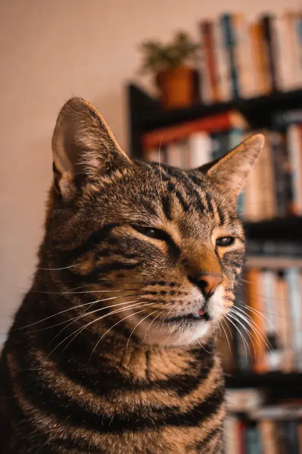 室内书架前的虎斑纹短毛猫特写
