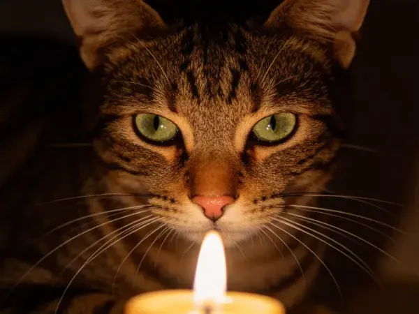 室内烛光下短毛虎斑猫特写