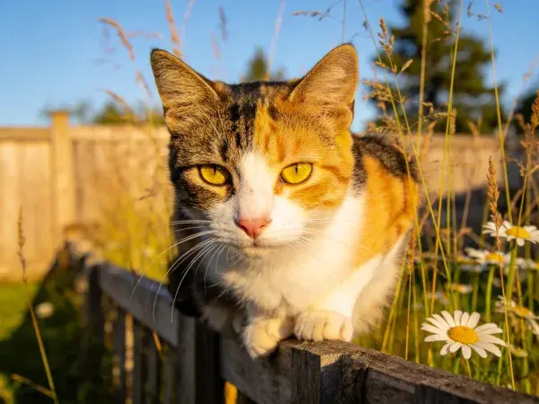木栅栏旁花园里的三色短毛家猫