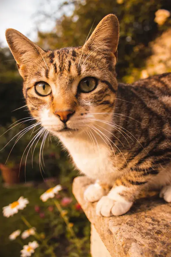 露天石栏上的短毛虎斑猫
