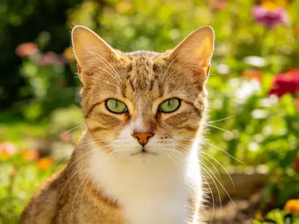 花园中棕白相间短毛家猫