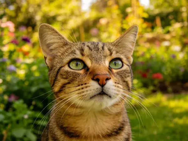 阳光下虎斑纹短毛猫特写