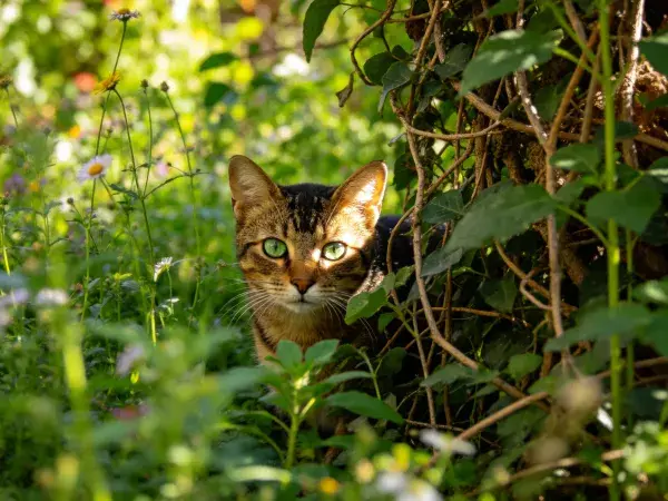 阳光下草木间的短毛虎斑猫