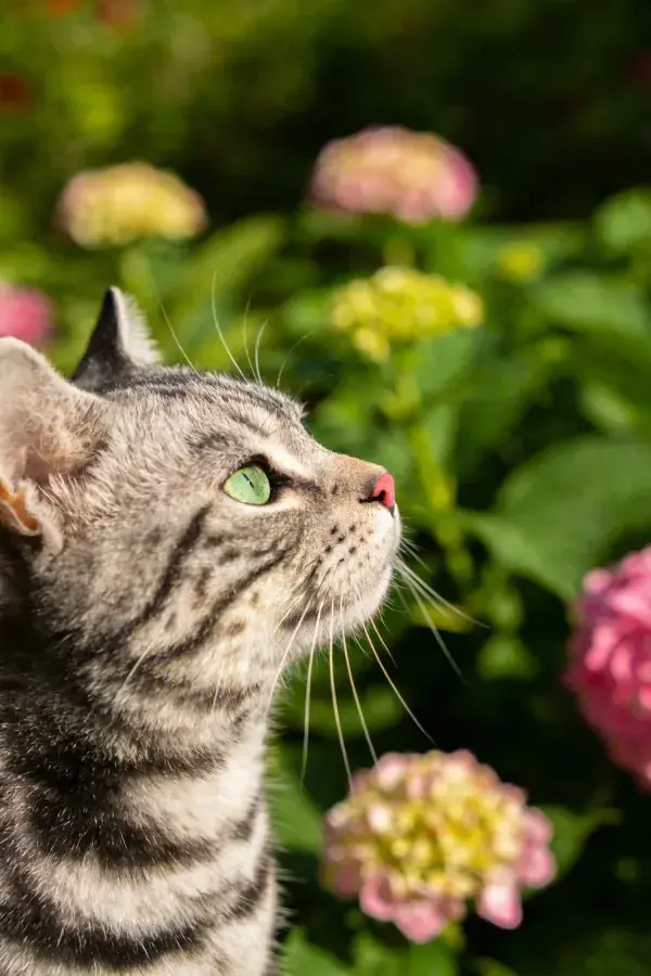 短毛虎斑猫仰望花园花卉