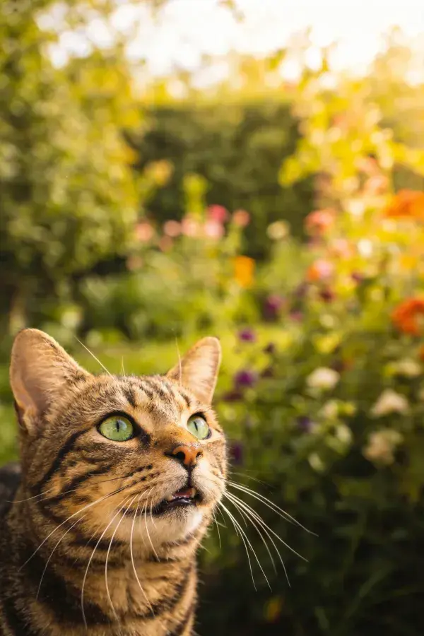 短毛虎斑猫在花园中仰望