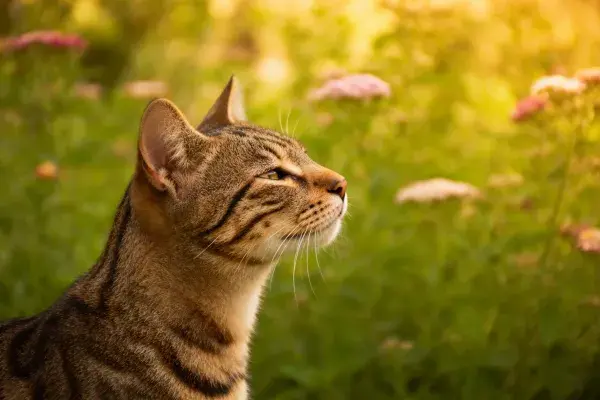 短毛虎斑猫于花园景致中凝视