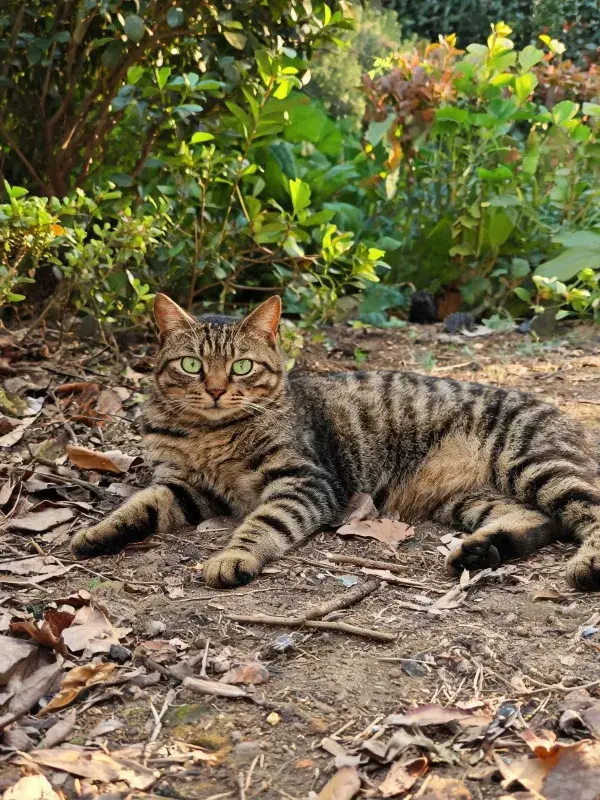 短毛虎斑猫在园林落叶地面的姿态