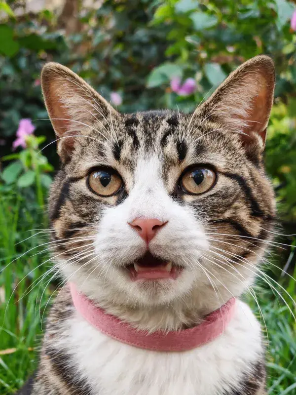 花园绿植间的玳瑁短毛猫