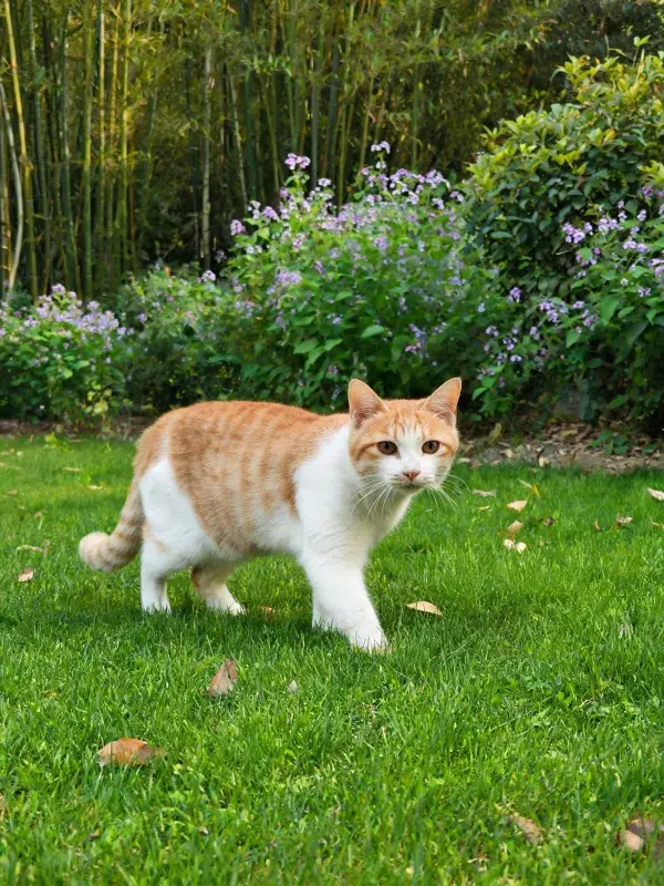 阳光草坪上的橙白短毛家猫图景