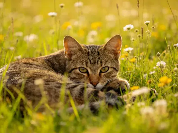 阳光下草地里的短毛虎斑猫