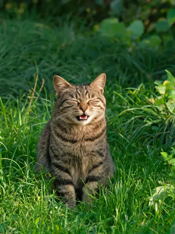 草地上打哈欠的虎斑猫
