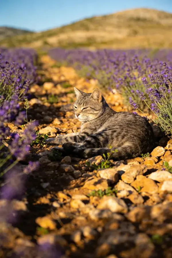 短毛虎斑猫躺卧薰衣草田中