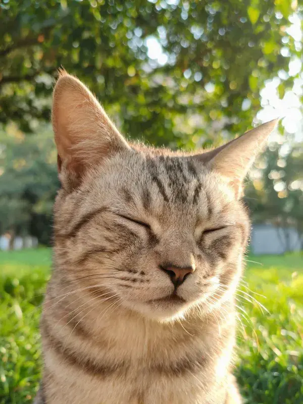 阳光明亮的园林中短毛虎斑猫的状态