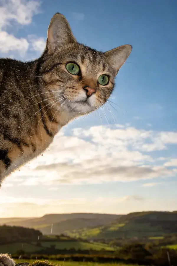 短毛虎斑猫眺望开阔原野