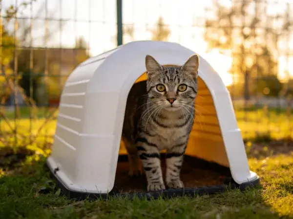 阳光下的短毛家猫在白色宠物屋内