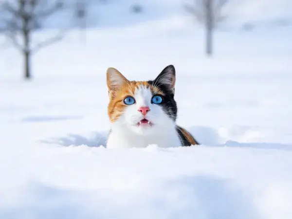 三色短毛家猫雪地凝视