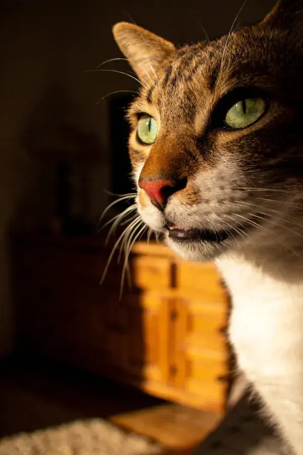 室内暖光下黑白相间短毛虎斑猫特写