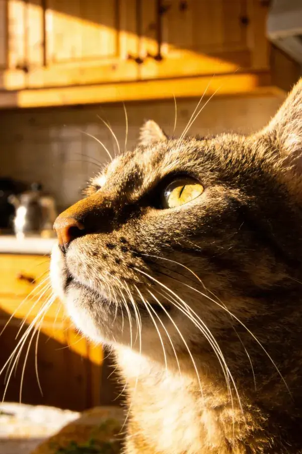 厨房光影中短毛虎斑猫特写