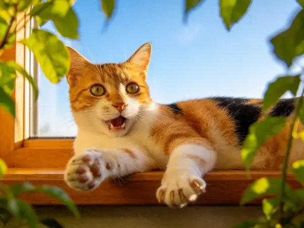 三色短毛家猫凝视窗外瞬间