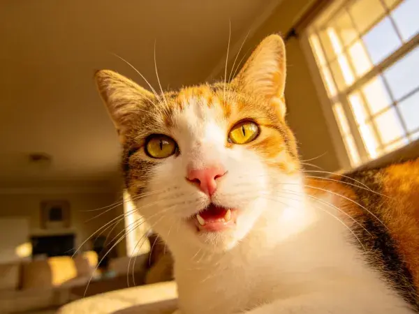 室内阳光下的三色短毛家猫