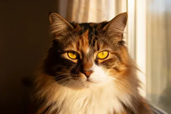 窗边暖光下三色长毛家猫特写