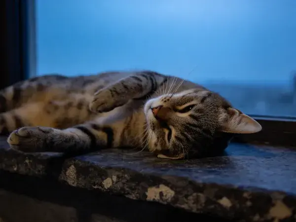 窗台上梳理的短毛虎斑猫