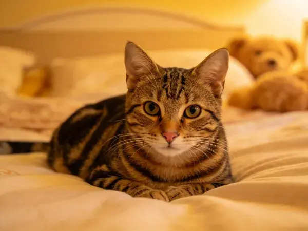 床上短毛虎斑猫与玩具熊场景