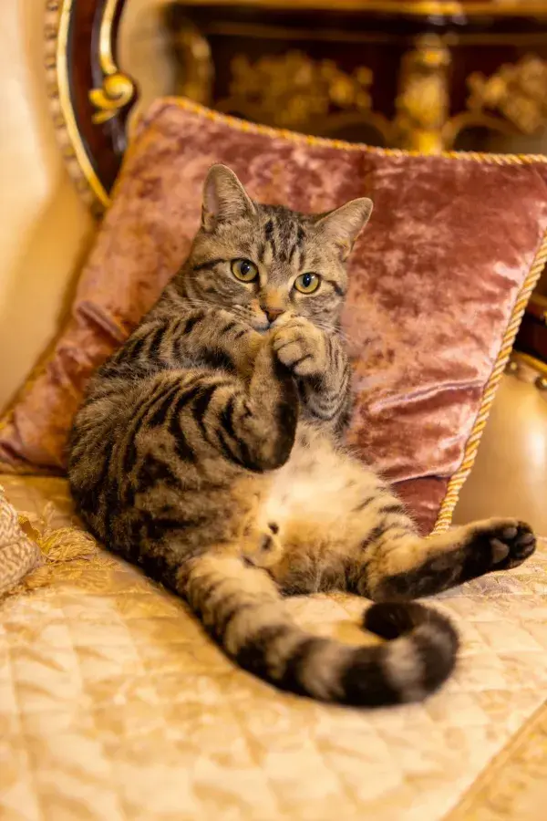酒店沙发上的短毛虎斑猫
