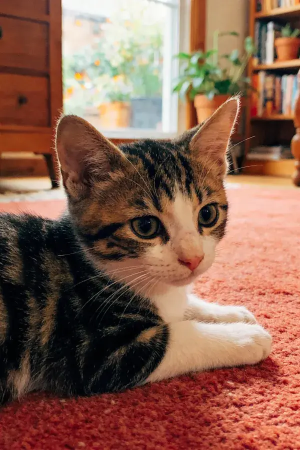 短毛家猫安静趴卧在红色地毯上